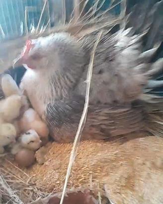 Galline nane