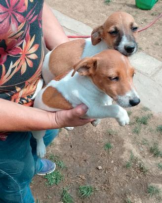 Jack Russell cuccioli