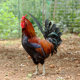 Gallo gallina cornuta di Caltanissetta