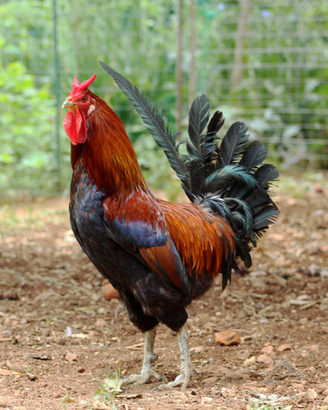 Gallo gallina cornuta di Caltanissetta