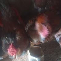 Galli collo nudo particolare cresta