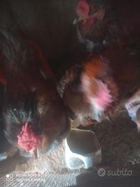 Galli collo nudo particolare cresta