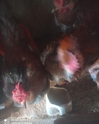 Galli collo nudo particolare cresta