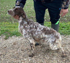 Setter inglese femmina