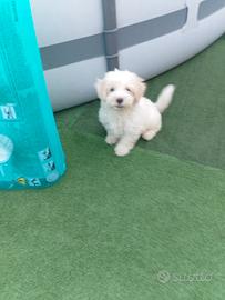malti poo