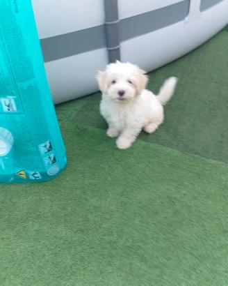 malti poo