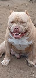 American bully