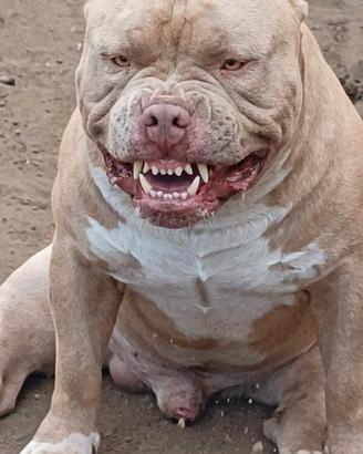 American bully