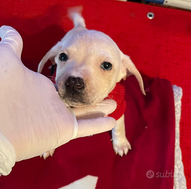 Cucciola femmina occhi blu