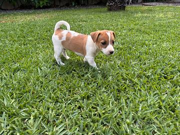 Cucciola di Jack Russell