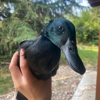 Anatre smeraldo 3 mesi