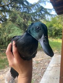 Anatre smeraldo 3 mesi