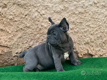 Bulldog francese blue