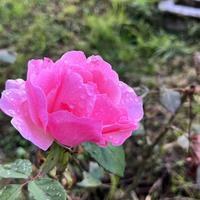 Giardiniere tuttofare