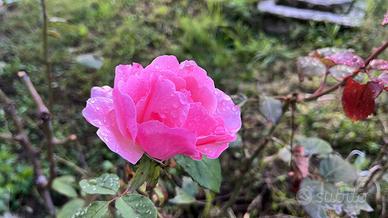 Giardiniere tuttofare