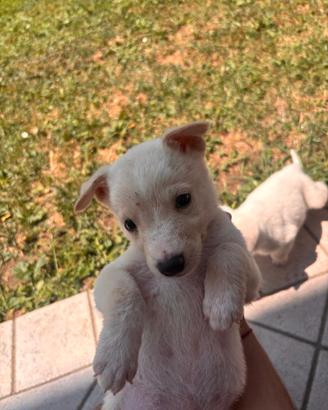 Cuccioli tipo Pastore Svizzero bianco