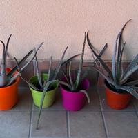 piante aloe vera