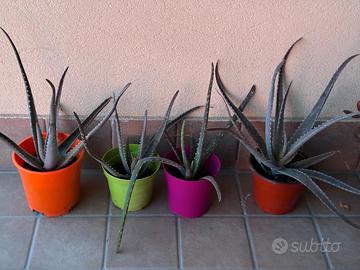 piante aloe vera