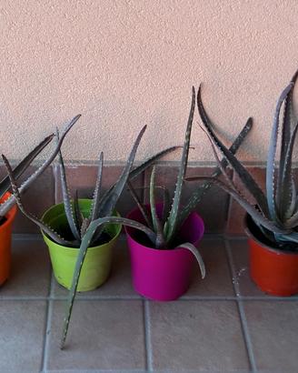 piante aloe vera