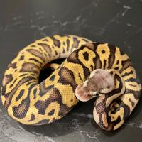 Ball Phyton, Pitone Reale, Rettili , Serpenti