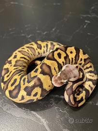 Ball Phyton, Pitone Reale, Rettili , Serpenti