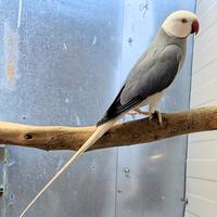 Parrocchetti cleartail