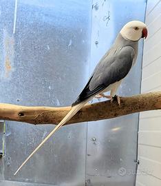 Parrocchetti cleartail