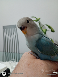 Inseparabili allevati a mano