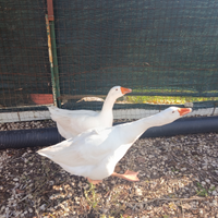 Oche del campidoglio/anatra muta