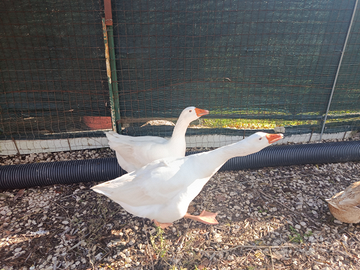 Oche del campidoglio/anatra muta