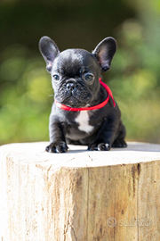 Bulldog francese