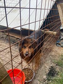 Cane pastore Lagorai e Abruzzese