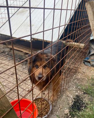 Cane pastore Lagorai e Abruzzese