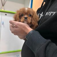 Cavalier King Charles Spaniel Ruby