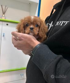 Cavalier King Charles Spaniel Ruby