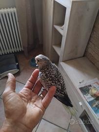 Calopsiti allevate a mano