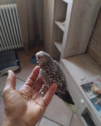 Calopsiti allevate a mano