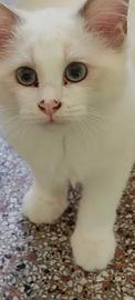 Cuccioli di gatto razza Ragdoll