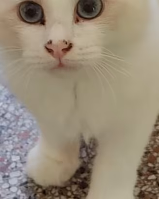 Cuccioli di gatto razza Ragdoll