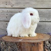 Minilop bianco occhi rosa