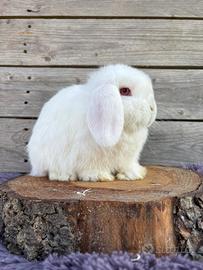 Minilop bianco occhi rosa