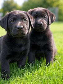 Cuccioli di Labrador Retriever pedigree ENCI/FCI