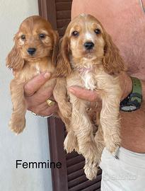 Cocker spaniel inglese