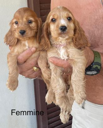 Cocker spaniel inglese