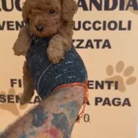 Barboncino mini toy red 2M 2 F anche a rate