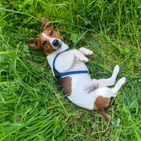 Cane da montagna Jack Russel