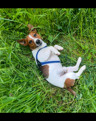 Cane da montagna Jack Russel