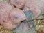 Immagine 1