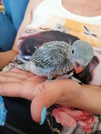 Pulli da imbecco. PARROCCHETTI dal COLLARE