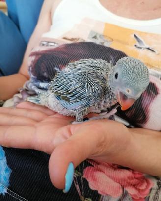 Pulli da imbecco. PARROCCHETTI dal COLLARE